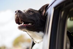 hond in auto vervoeren